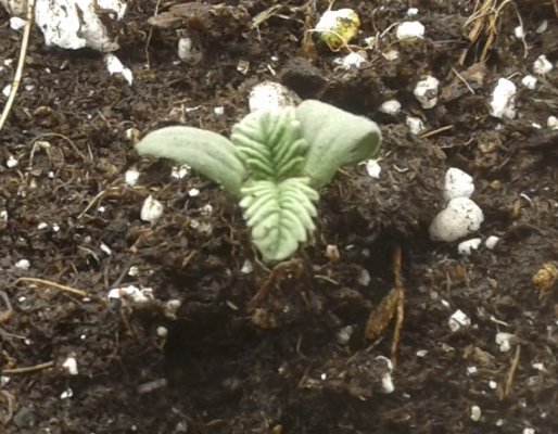 new-member-and-wild-cannabis-grow-3.jpg
