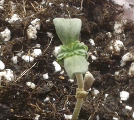 new member and wild cannabis grow