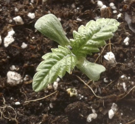 new member and wild cannabis grow