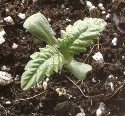 new member and wild cannabis grow