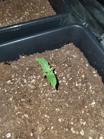 seedling-problem-8.jpg