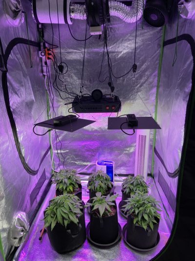 33-day-old-autoflower-problems.jpg
