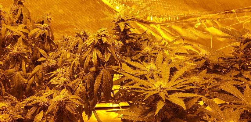 Help week 4 flower starting to wilt...ish...i think