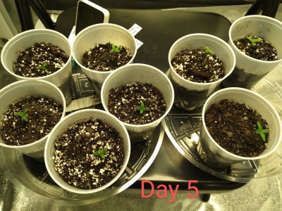 Dreeka Bear's Grow Diary