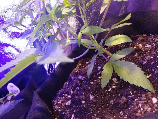 Topping pinching romulawi gorilla glue