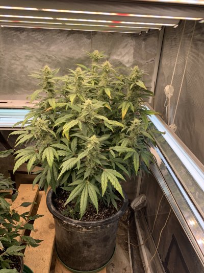 5x5 grow tent