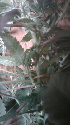 new member and wild cannabis grow