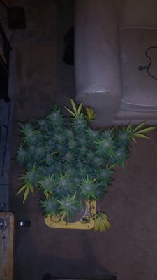 IMG_20200318_195844.jpg