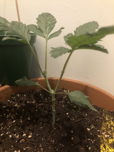 I think I over pruned by baby plant. Can it be saved?