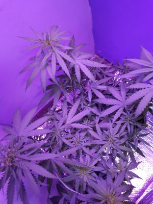 My very first indoor grow 1 month in