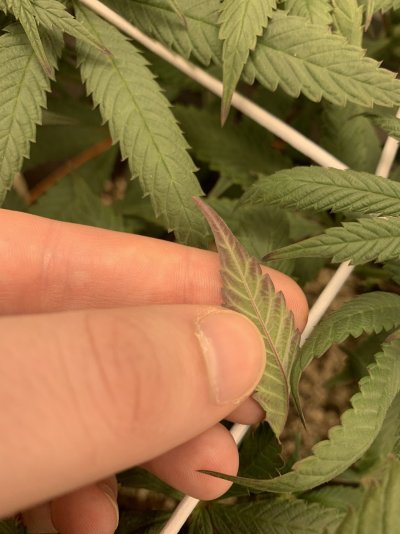 Purple tips?