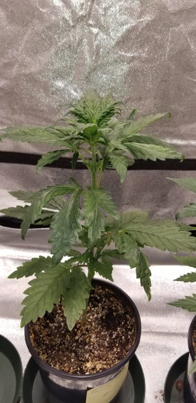 overwatering-or-simply-bad-seed-genetics-2.jpg