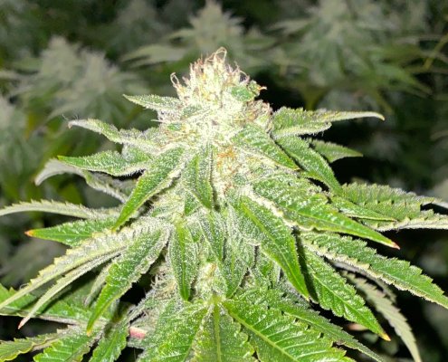 32 days flowering, starting to look pretty!