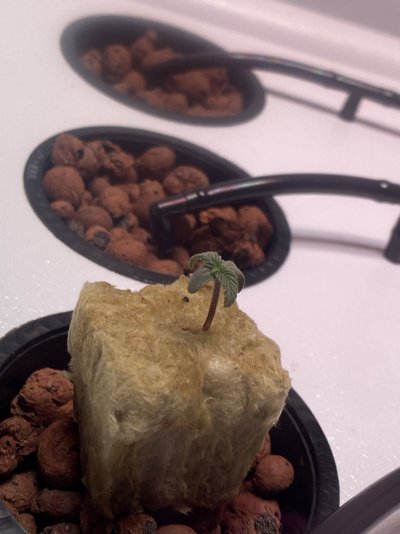 over-watering?
