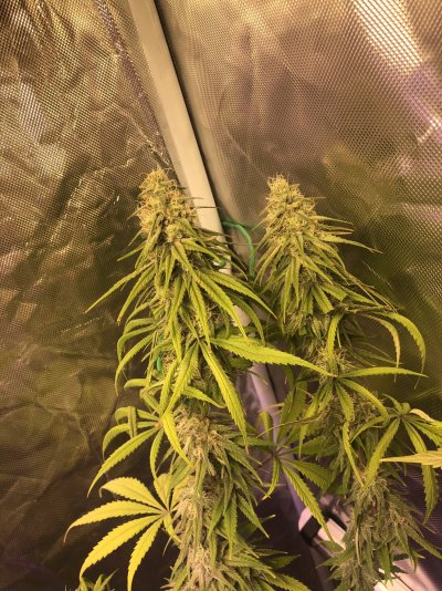 3x3-grow-tent-with-3-different-strains.jpeg