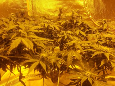 Help week 4 flower starting to wilt...ish...i think