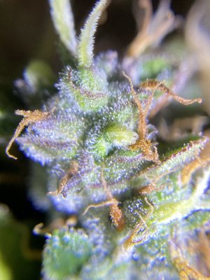 Highest Cut First Grow