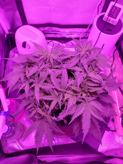 Is this to Bushy?