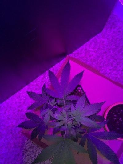 growing-my-first-baby-gc-2.jpeg