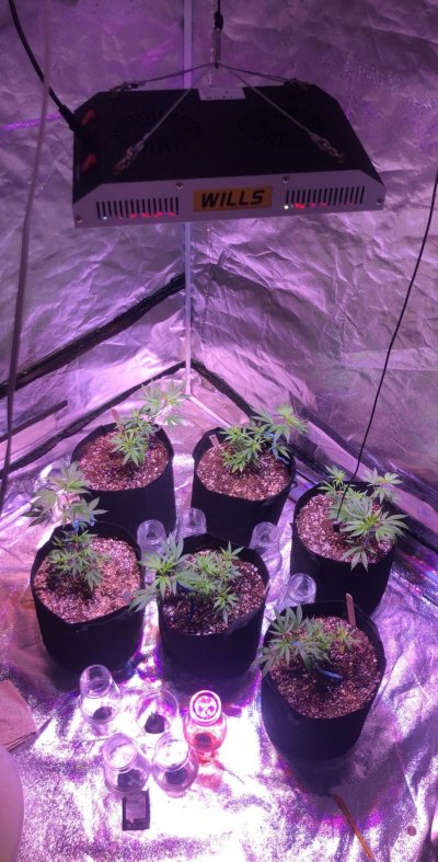 GreenPoint, Useful, GreenHouse, DutchP, Katsu & more