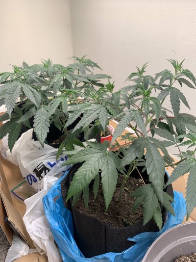 Weird but I need help!