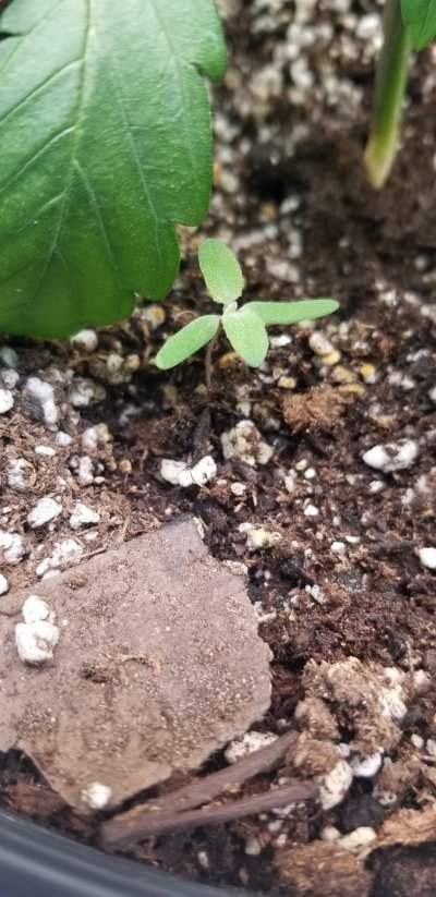 mysterious-little-plant.jpg
