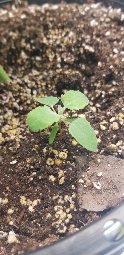 mysterious-little-plant-2.jpg