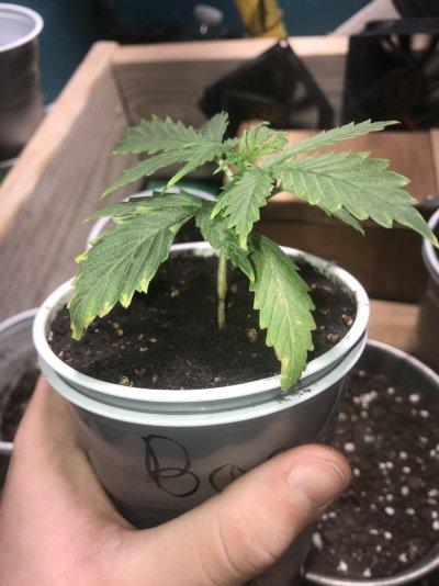 can-some-one-help-me-identify-the-problem-with-my-seedlings-5.jpg