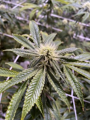 Growing in 100% Coco, Share Da Knowledge.