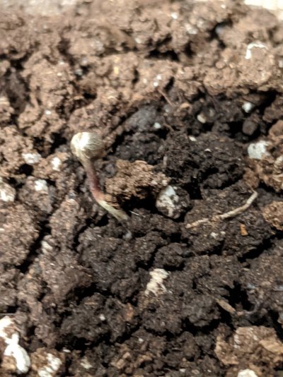 are-my-seedlings-dead.jpg