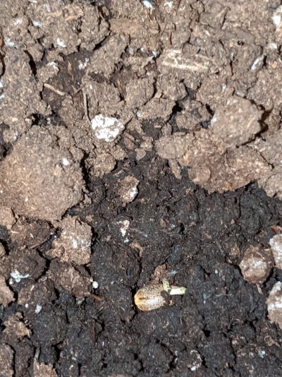are-my-seedlings-dead-2.jpg