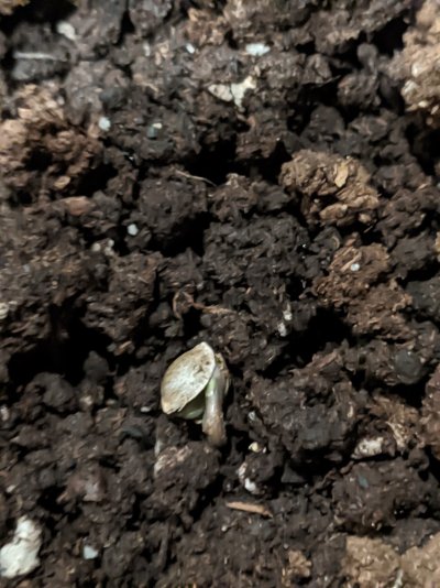 are-my-seedlings-dead-3.jpg