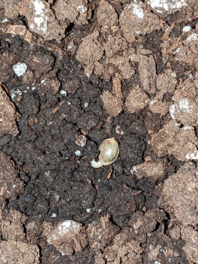 are-my-seedlings-dead-4.jpg