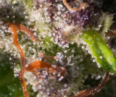 frost melted closeup trichomes.jpg