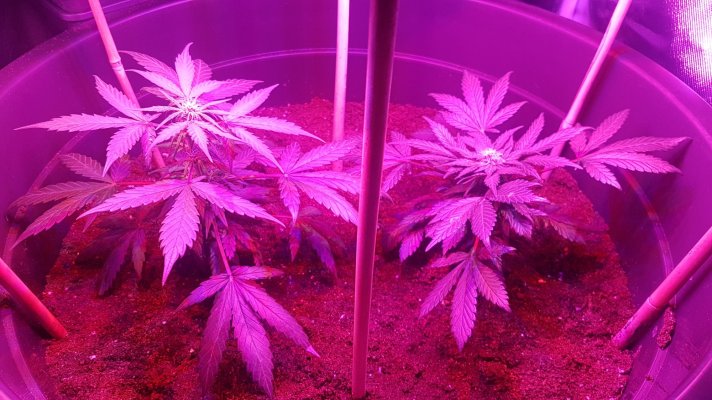 blue-cheese-bud-in-veg-stage-stump-growth.jpg