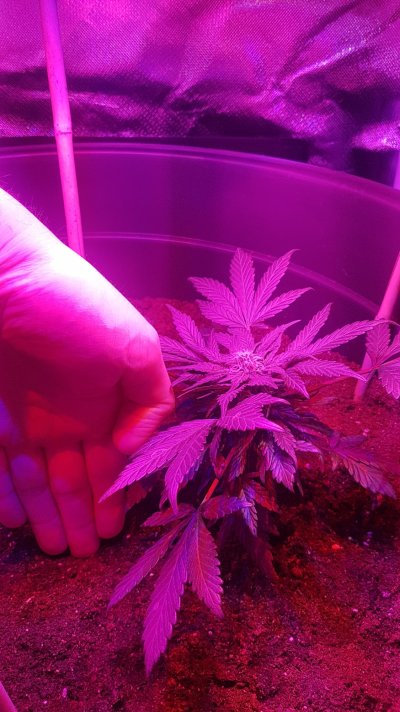 blue-cheese-bud-in-veg-stage-stump-growth-4.jpg
