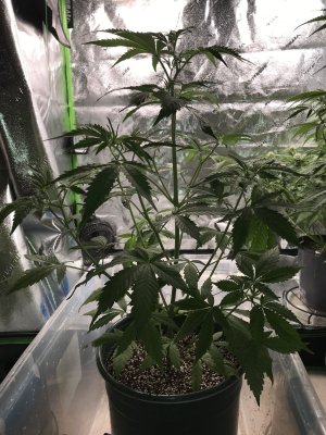 Sour Diesel Under Spyder Farmer