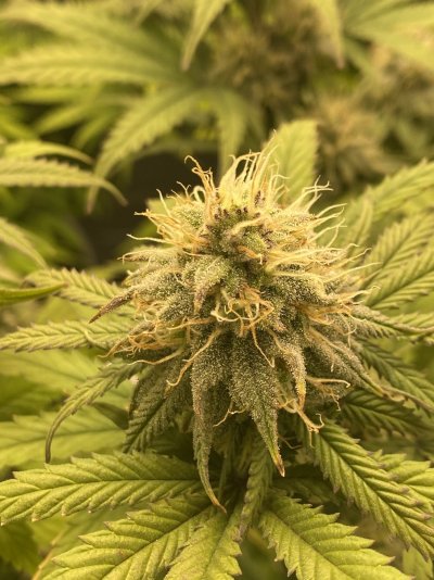 first-grow-how-am-i-doing-4.jpeg