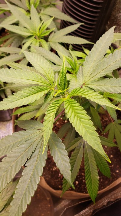 Zinc deficiency? Indoor living soil.