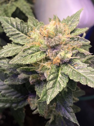 possible-hermie-8-weeks-into-flower-4.jpg