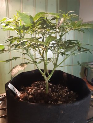 Whats up with this little lady?