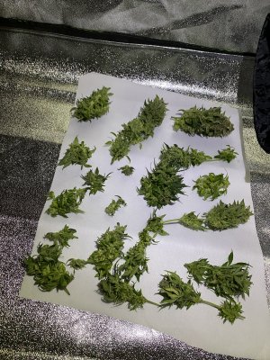 Highest Cut First Grow