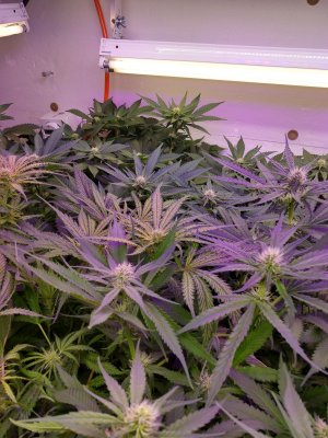 Hi I am Dusty and I am working on my first Grow