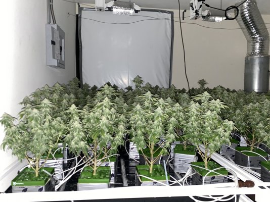 first-grow-journal-platnium-kush-5.jpeg