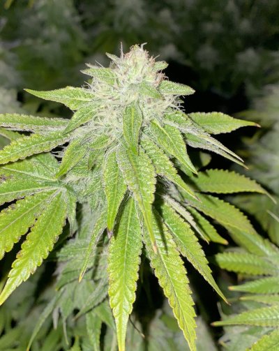 first-grow-journal-platnium-kush-6.jpeg