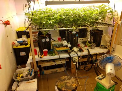 VPD (vapor pressure deficit)