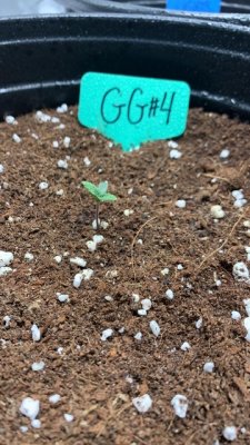New Seedlings, look okay?