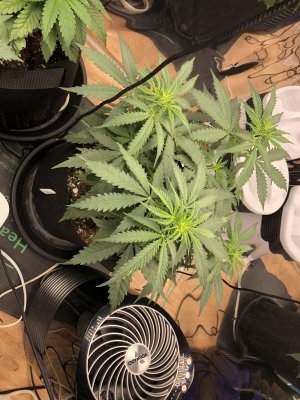 What media to grow in and what nutration