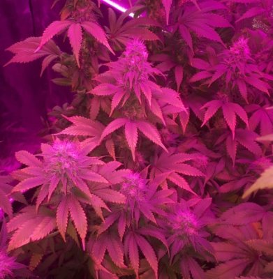 Week 7-8 Flowering, Leaves discoloration/burnt?