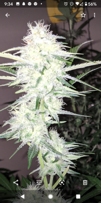 Let's See Your Frostiest Flowers